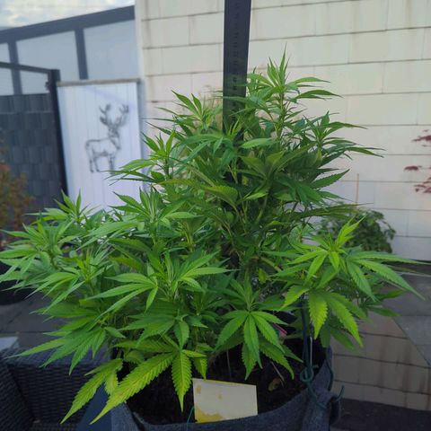AK47 growlog timeline photo