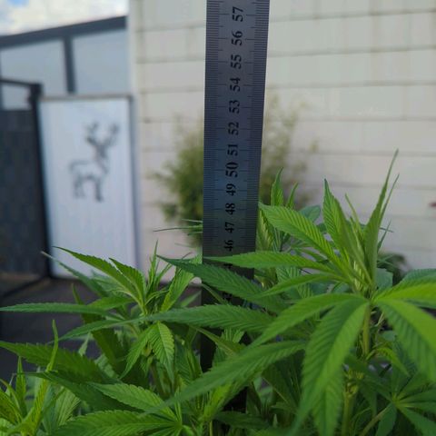 AK47 growlog timeline photo