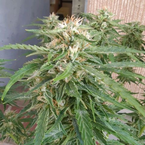 PowPow Nr.3 growlog timeline photo