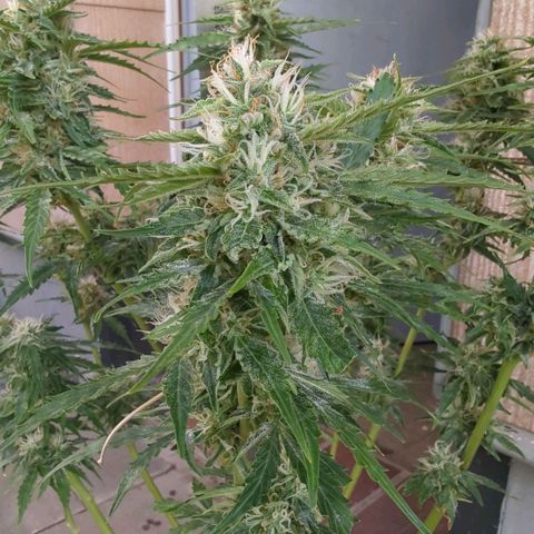 PowPow Nr.3 growlog timeline photo