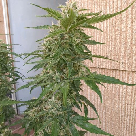 PowPow Nr.3 growlog timeline photo