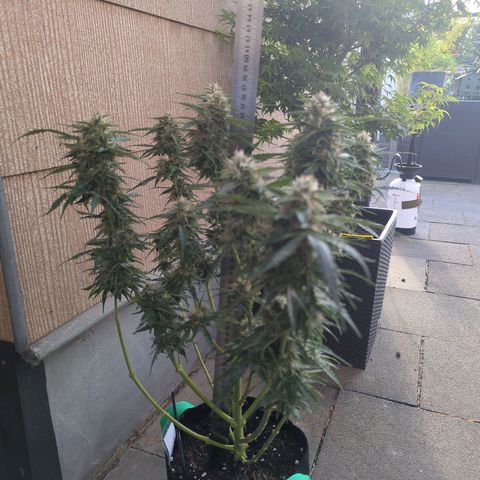 PowPow Nr.3 growlog timeline photo