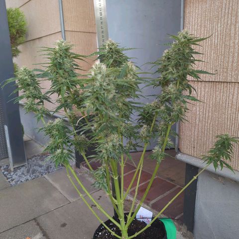 PowPow Nr.3 growlog timeline photo