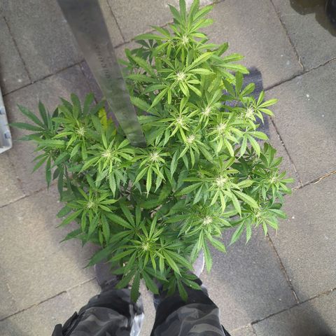Pow Pow Smaragdgun Nr.4 growlog timeline photo