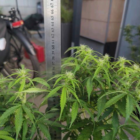 Pow Pow Smaragdgun Nr.4 growlog timeline photo