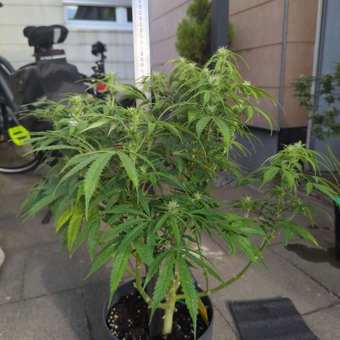 Pow Pow Smaragdgun Nr.4 growlog timeline photo