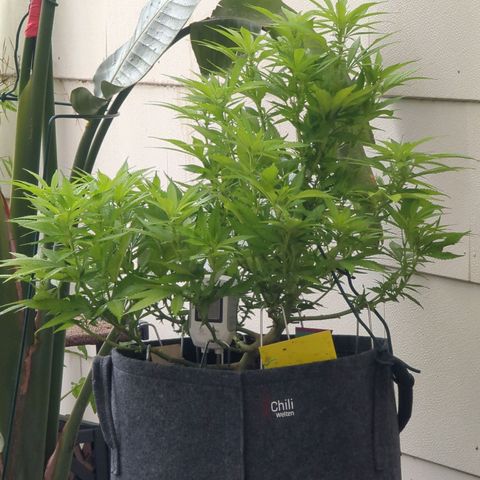 AK47 growlog timeline photo