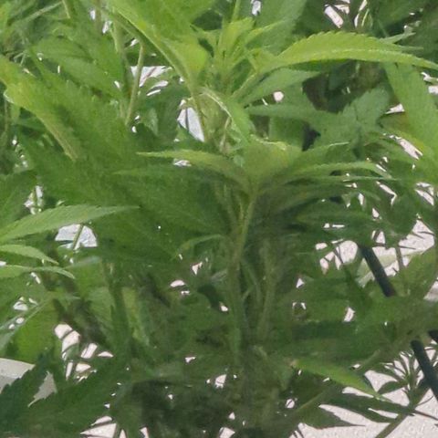 AK47 growlog timeline photo