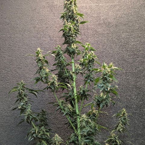 Smaragdgun Nr.2 growlog timeline photo