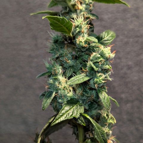 Smaragdgun Nr.2 growlog timeline photo