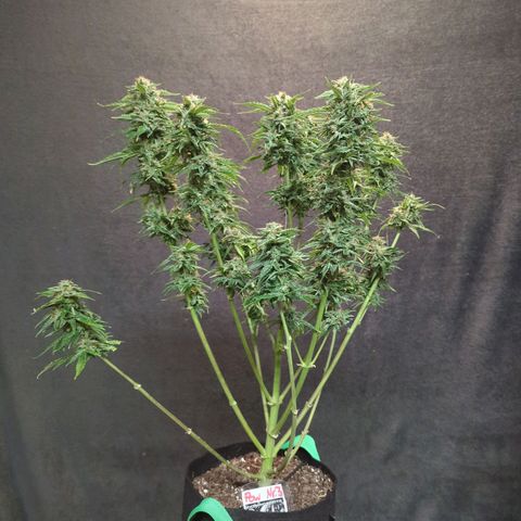 PowPow Nr.3 growlog timeline photo