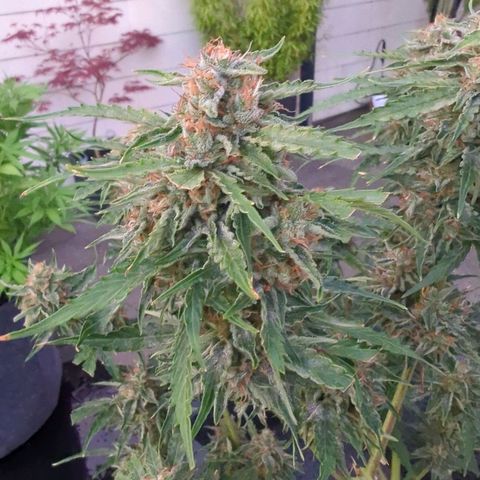 PowPow Nr.3 growlog photo: Ernte 