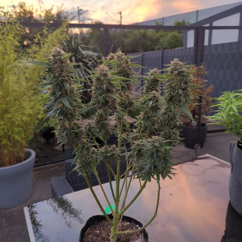 PowPow Nr.3 growlog photo: Ernte 