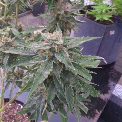 PowPow Nr.3 growlog photo: Ernte 