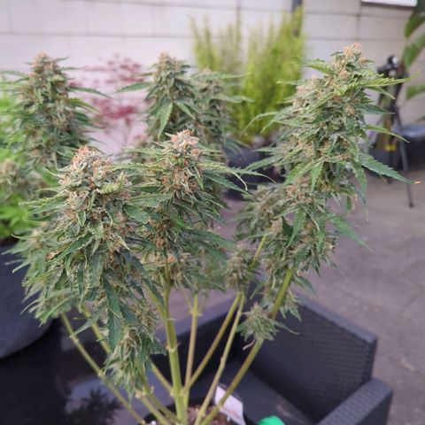 PowPow Nr.3 growlog photo: Ernte 