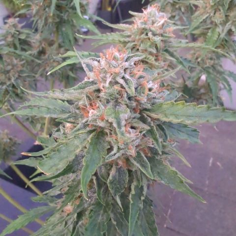 PowPow Nr.3 growlog photo: Ernte 