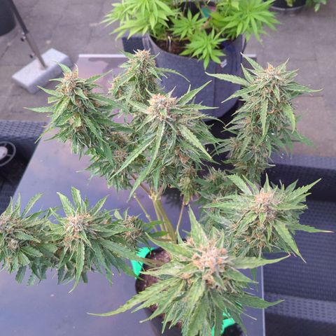 PowPow Nr.3 growlog photo: Ernte 