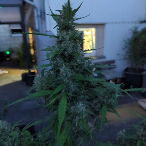 PowPow Smaragdgun Nr.1 growlog timeline photo