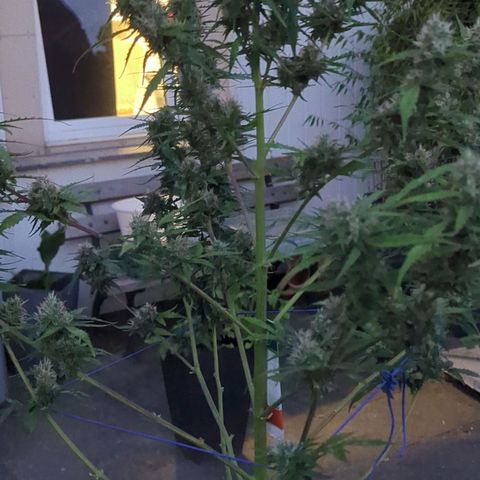 PowPow Smaragdgun Nr.1 growlog timeline photo