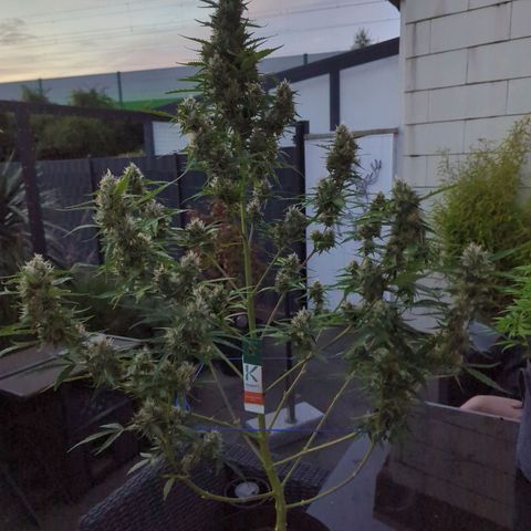 PowPow Smaragdgun Nr.1 growlog timeline photo