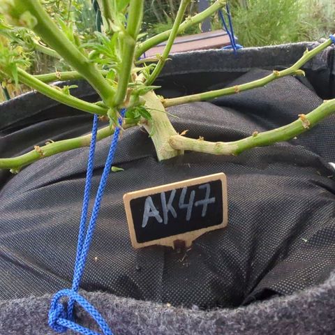 AK47 growlog photo: Unkrautvlies als Bodendecker
