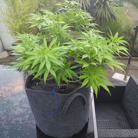 AK47 growlog photo: Unkrautvlies als Bodendecker