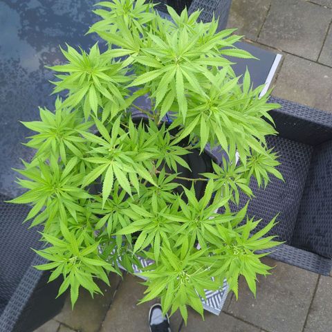 AK47 growlog photo: Unkrautvlies als Bodendecker