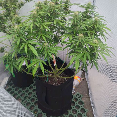 Pow Pow Smaragdgun Nr.4 growlog photo: Umgetopft