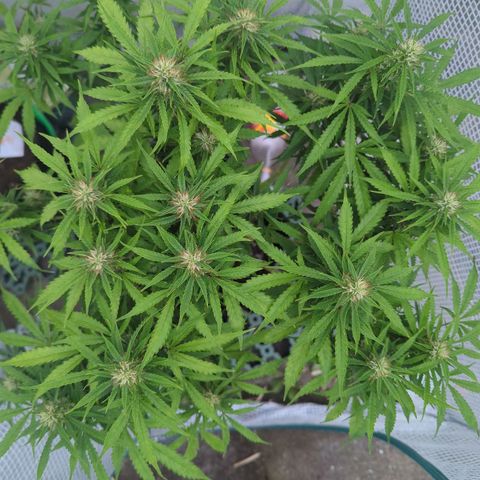 Pow Pow Smaragdgun Nr.4 growlog photo: Umgetopft