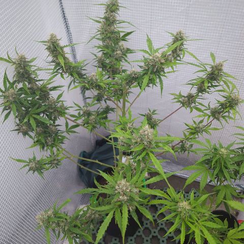 PowPow Smaragdgun Nr.1 growlog timeline photo