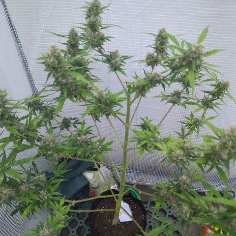 PowPow Smaragdgun Nr.1 growlog timeline photo