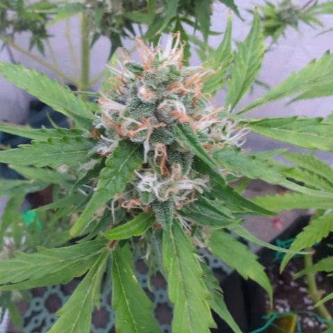 PowPow Smaragdgun Nr.1 growlog timeline photo
