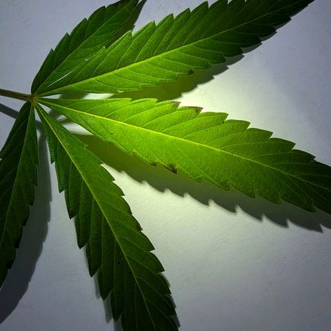 AK47 growlog photo: Entlaubt und ins Zelt 