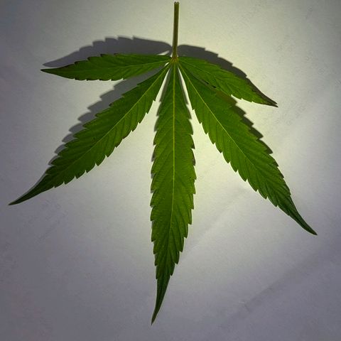 AK47 growlog photo: Entlaubt und ins Zelt 