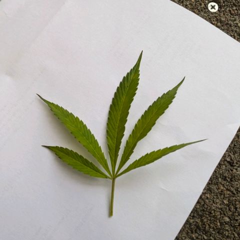 AK47 growlog photo: Entlaubt und ins Zelt 