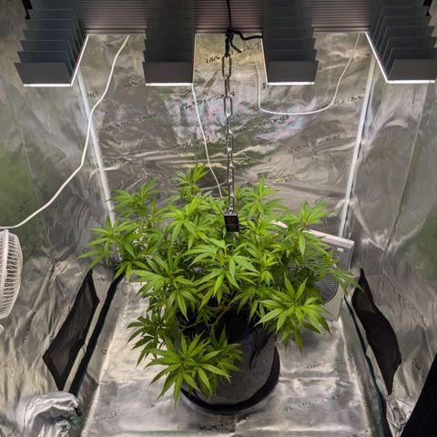 AK47 growlog photo: Entlaubt und ins Zelt 