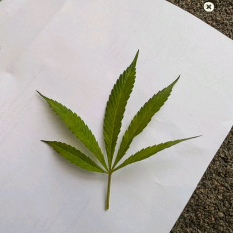 AK47 growlog photo: Entlaubt und ins Zelt 