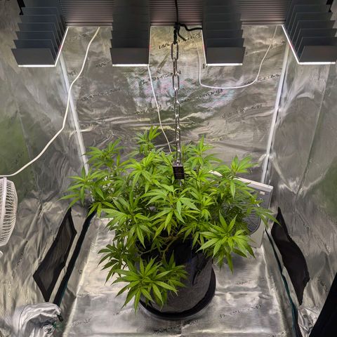 AK47 growlog photo: Entlaubt und ins Zelt 