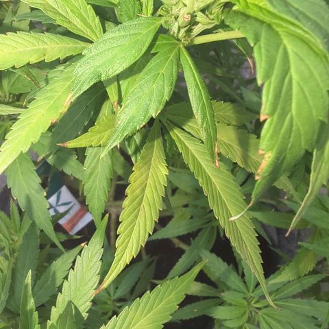 AK47 growlog timeline photo