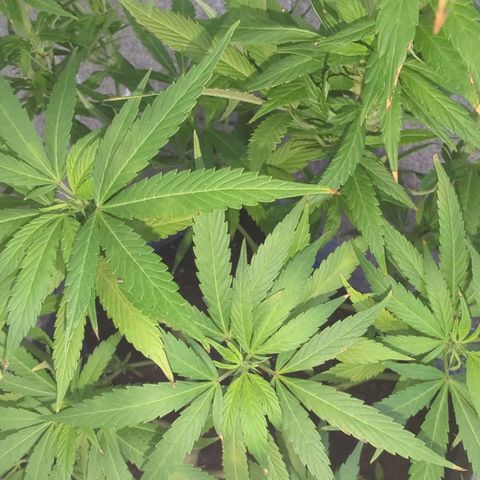 AK47 growlog timeline photo