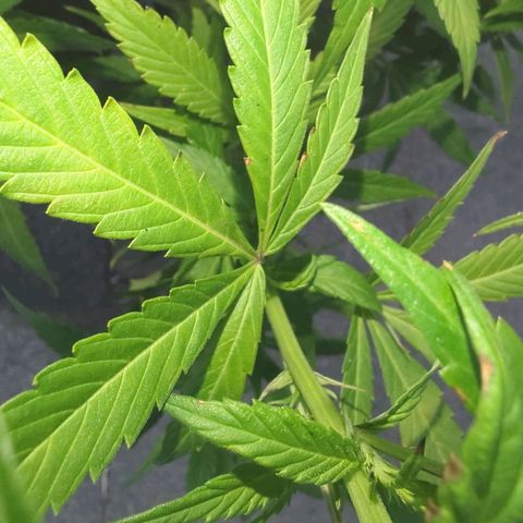 AK47 growlog timeline photo
