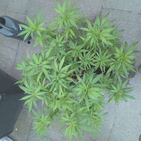 AK47 growlog timeline photo
