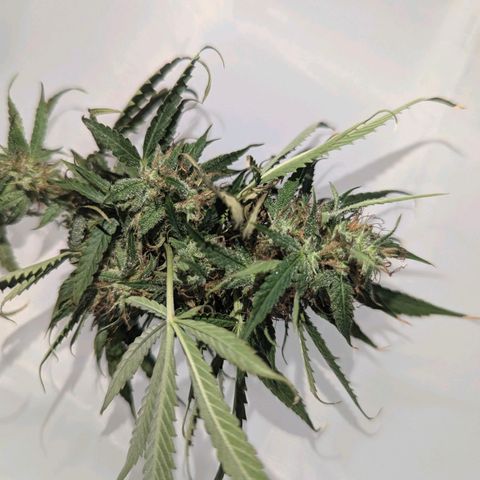 Pow Pow Smaragdgun Nr.4 growlog photo: Verkackt kommt in den Mülleimer 
