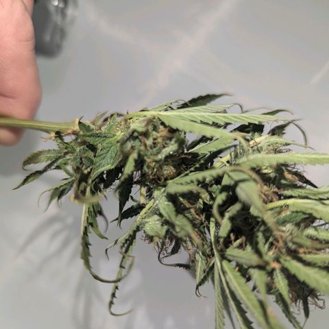 Pow Pow Smaragdgun Nr.4 growlog photo: Verkackt kommt in den Mülleimer 