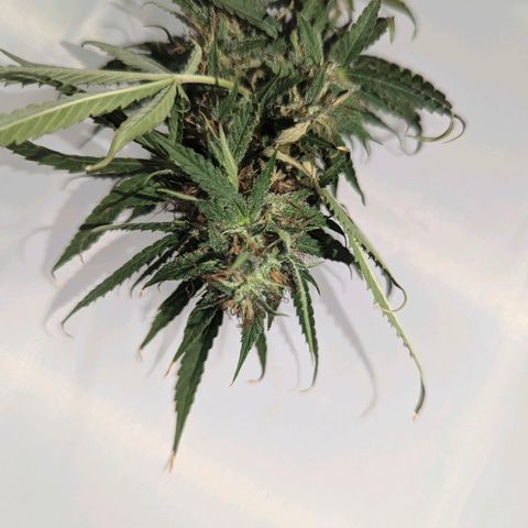 Pow Pow Smaragdgun Nr.4 growlog photo: Verkackt kommt in den Mülleimer 