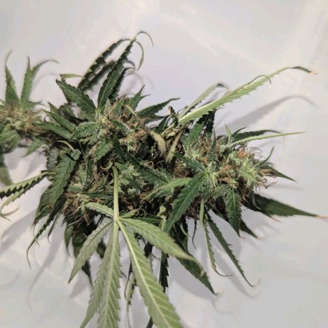 Pow Pow Smaragdgun Nr.4 growlog photo: Verkackt kommt in den Mülleimer 
