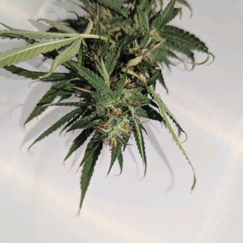 Pow Pow Smaragdgun Nr.4 growlog photo: Verkackt kommt in den Mülleimer 