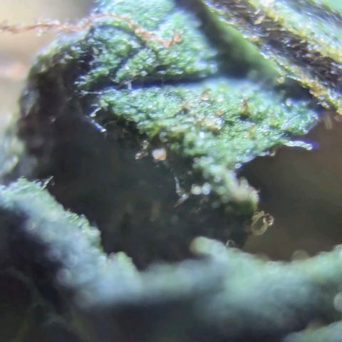 Pow Pow Smaragdgun Nr.4 growlog photo: Verkackt kommt in den Mülleimer 