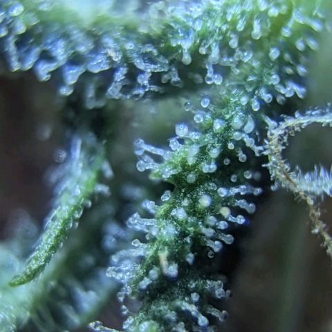 Pow Pow Smaragdgun Nr.4 growlog photo: Verkackt kommt in den Mülleimer 