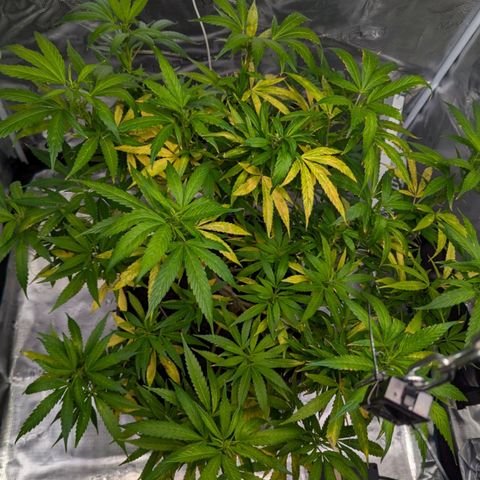 AK47 growlog photo: Zeitumstellung und Trimm haben Pflanze stark gestresst. Heute mit neuer Düngemischung gegossen